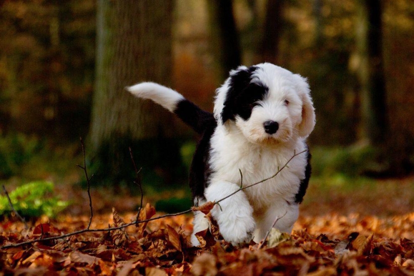 Seis adorables cachorros bobtail