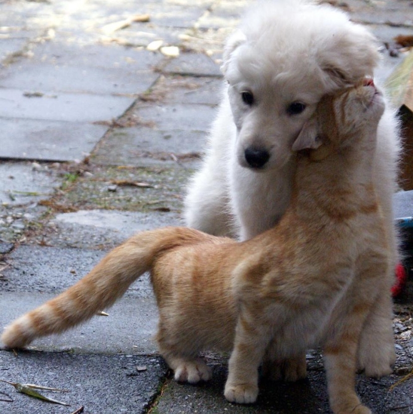 Ser amigos como un gato con un perro
