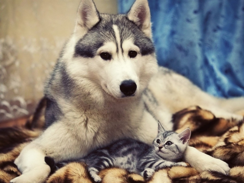 Ser amigos como un gato con un perro