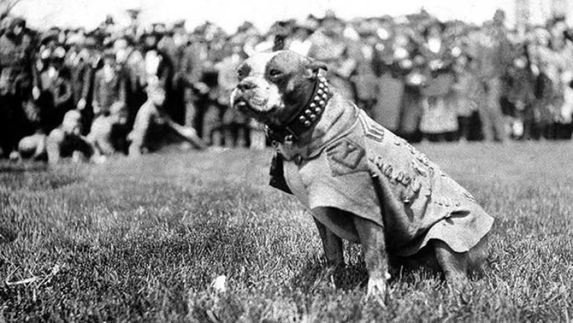 Sergeant Stubby — heroic dog of the First World War