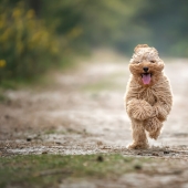 “Serie Happy Tongue Out Dog”: tomé 12 fotos de perros y aquí está el resultado