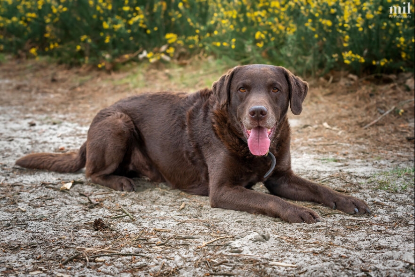 “Serie Happy Tongue Out Dog”: tomé 12 fotos de perros y aquí está el resultado
