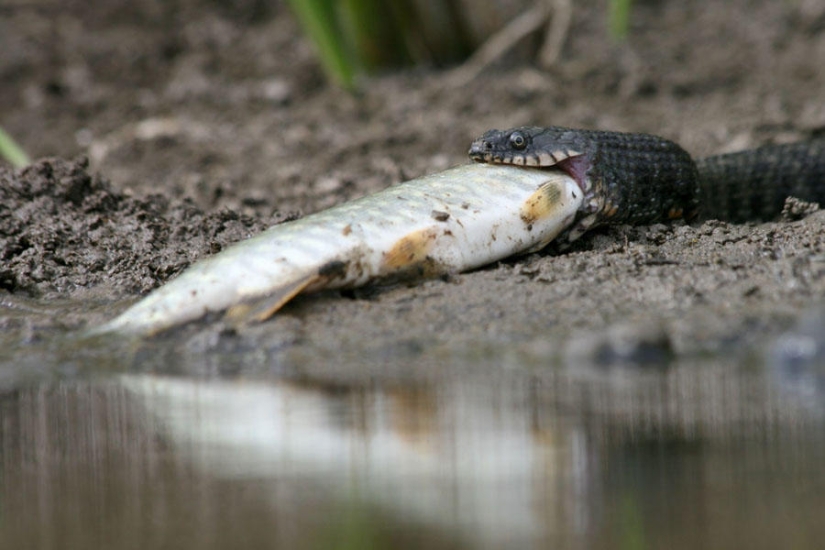 serpientes de pesca