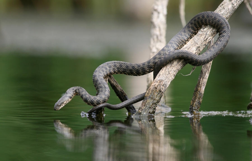 serpientes de pesca