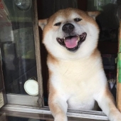 Shiba Inu from Tokyo street stall retires after years of service