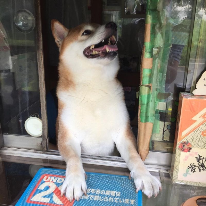 Shiba Inu from Tokyo street stall retires after years of service