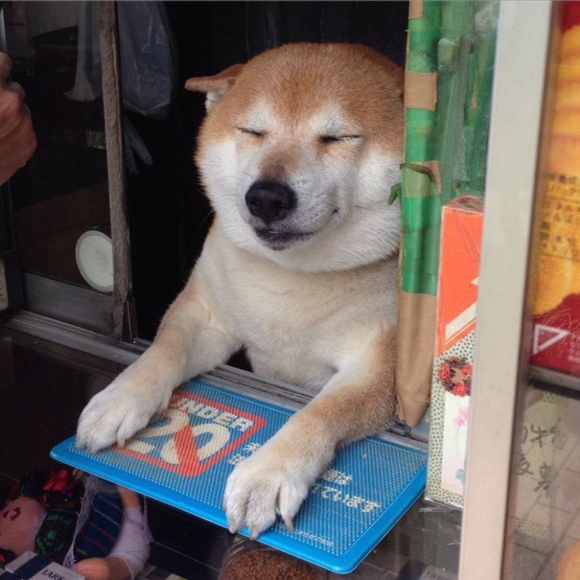 Shiba Inu from Tokyo street stall retires after years of service