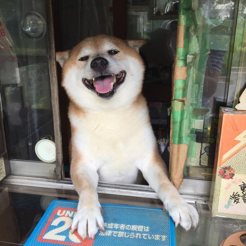 Shiba Inu from Tokyo street stall retires after years of service