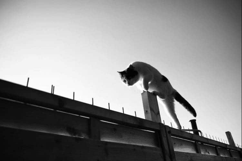 Sin el gato, y la vida no es la misma: equilibrado gatos acróbatas demostrar las maravillas de equilibrio