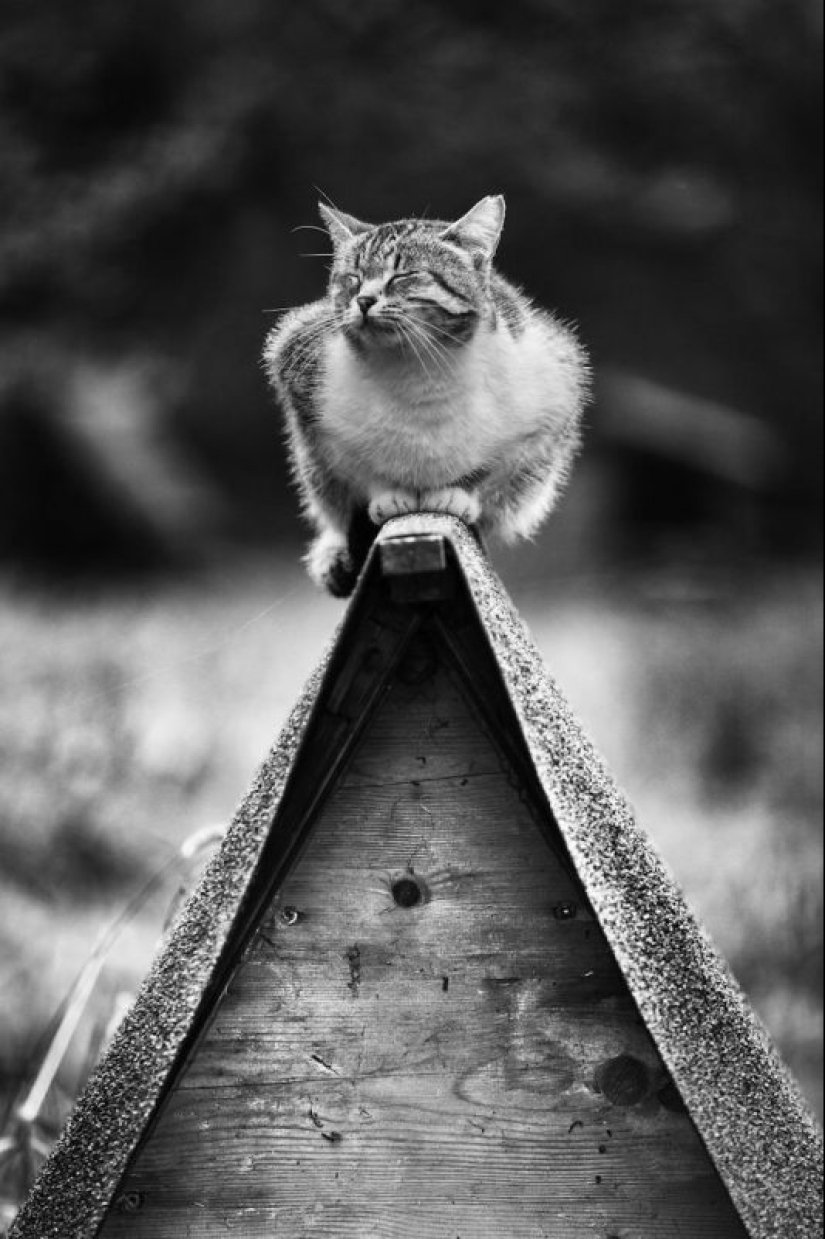 Sin el gato, y la vida no es la misma: equilibrado gatos acróbatas demostrar las maravillas de equilibrio