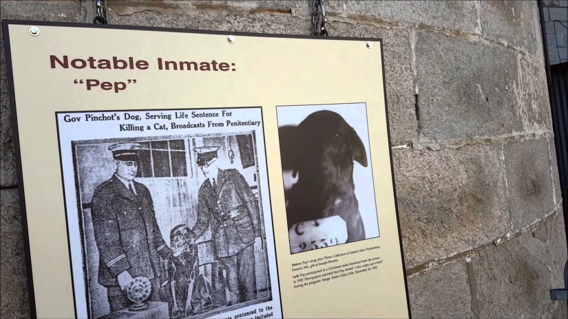 Sit down! The story of the dog Pep, who received a life sentence because of a fake accusation