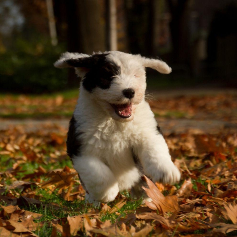 Six adorable bobtail puppies