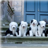 Six adorable bobtail puppies
