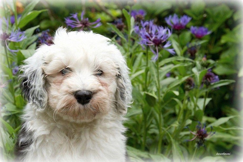 Six adorable bobtail puppies