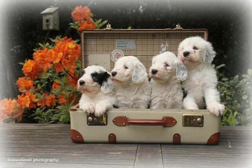 Six adorable bobtail puppies