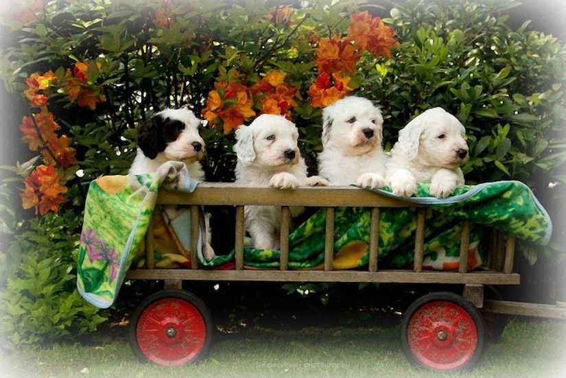 Six adorable bobtail puppies