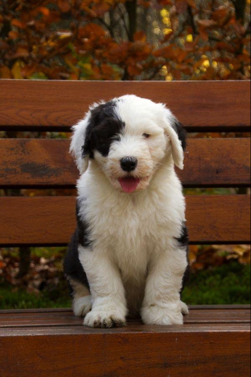 Six adorable bobtail puppies