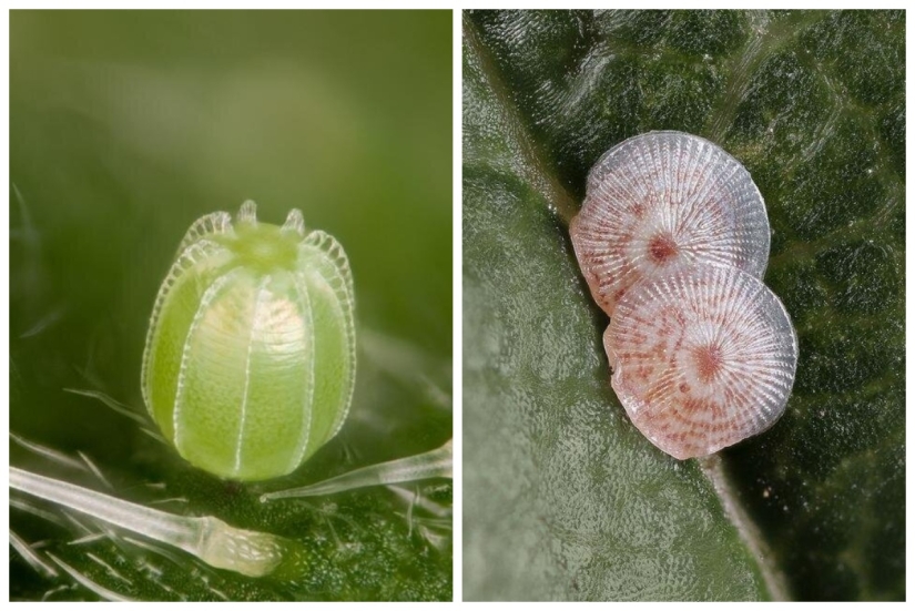 Sólo el más inteligente y ágil va a entender lo que está representado en estas fotos