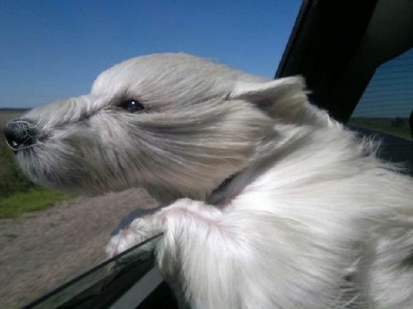 Sólo el viento, sólo la felicidad por delante: 29 de perros que cara tiene el viento