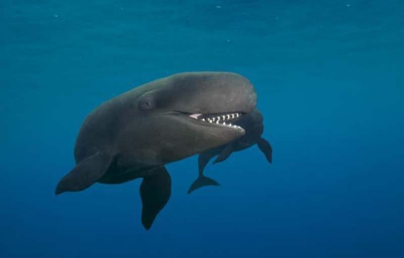 Smiling whale