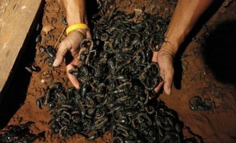 Smoking dead scorpions is an exotic drug addiction from Pakistan