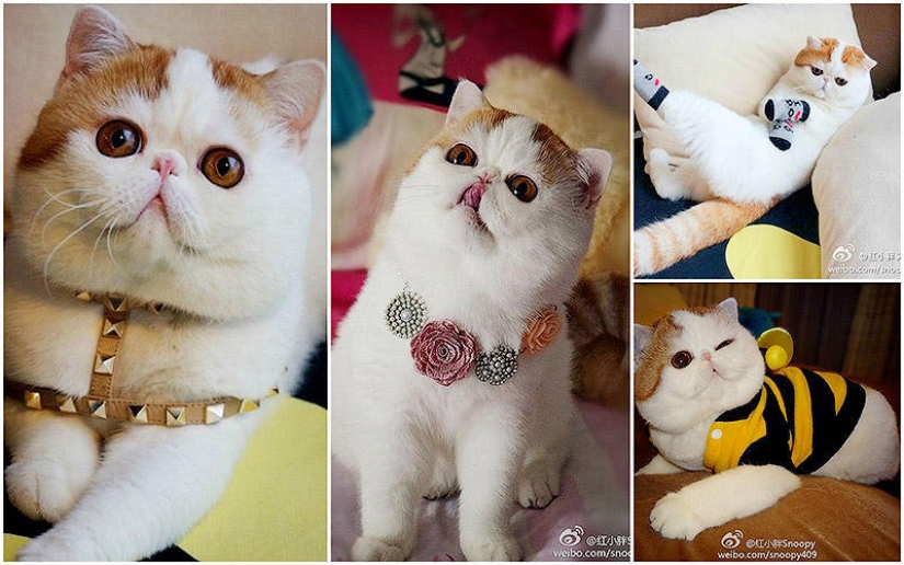 Snoopy-Babe cat and his wardrobe