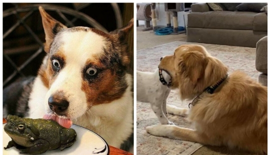 So different, but so similar: 22 funny photos with animals