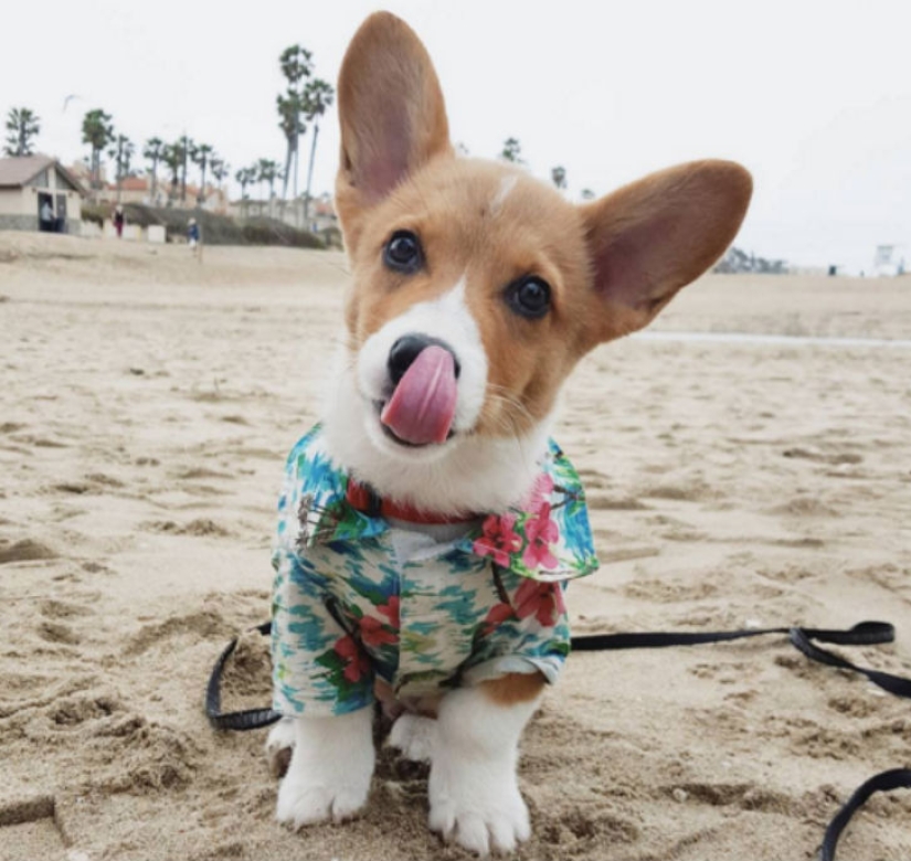 So many cute corgis you&#39;ve never seen before