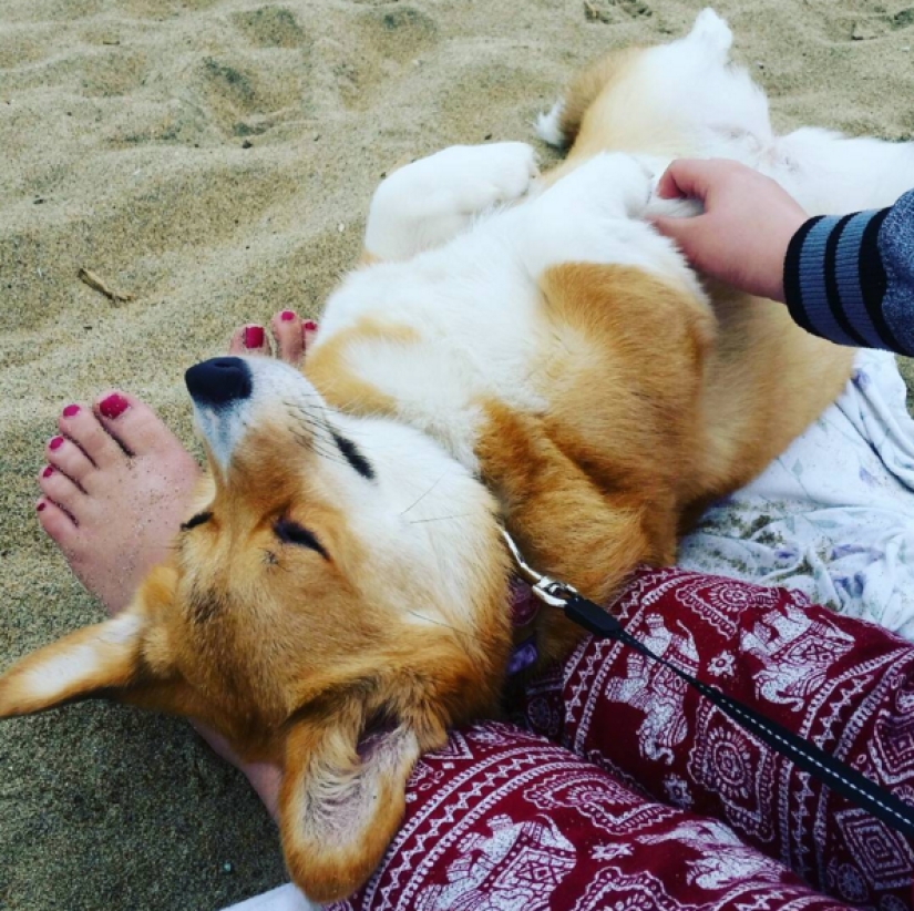 So many cute corgis you&#39;ve never seen before