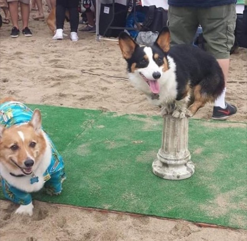 So many cute corgis you&#39;ve never seen before