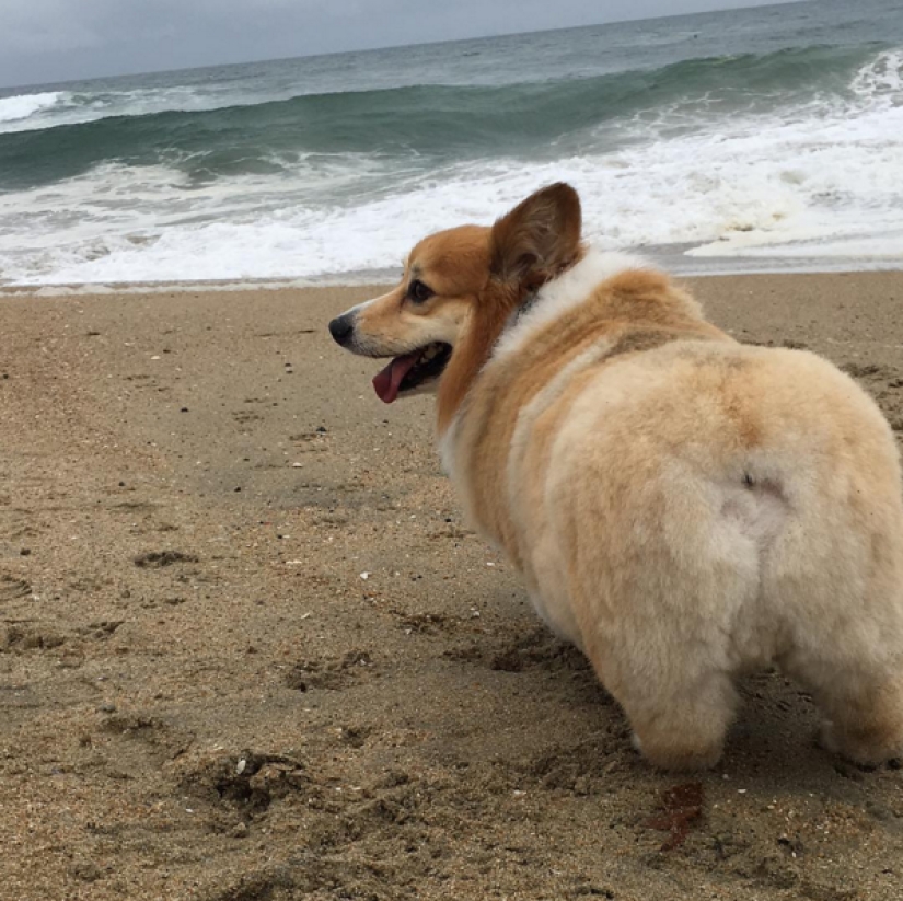 So many cute corgis you&#39;ve never seen before