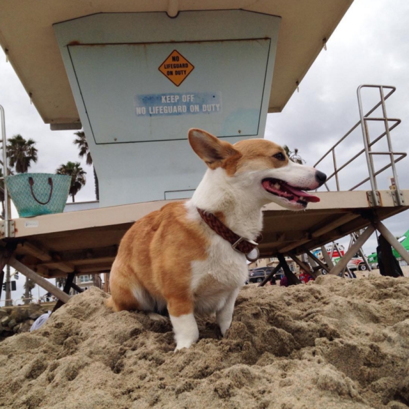 So many cute corgis you&#39;ve never seen before