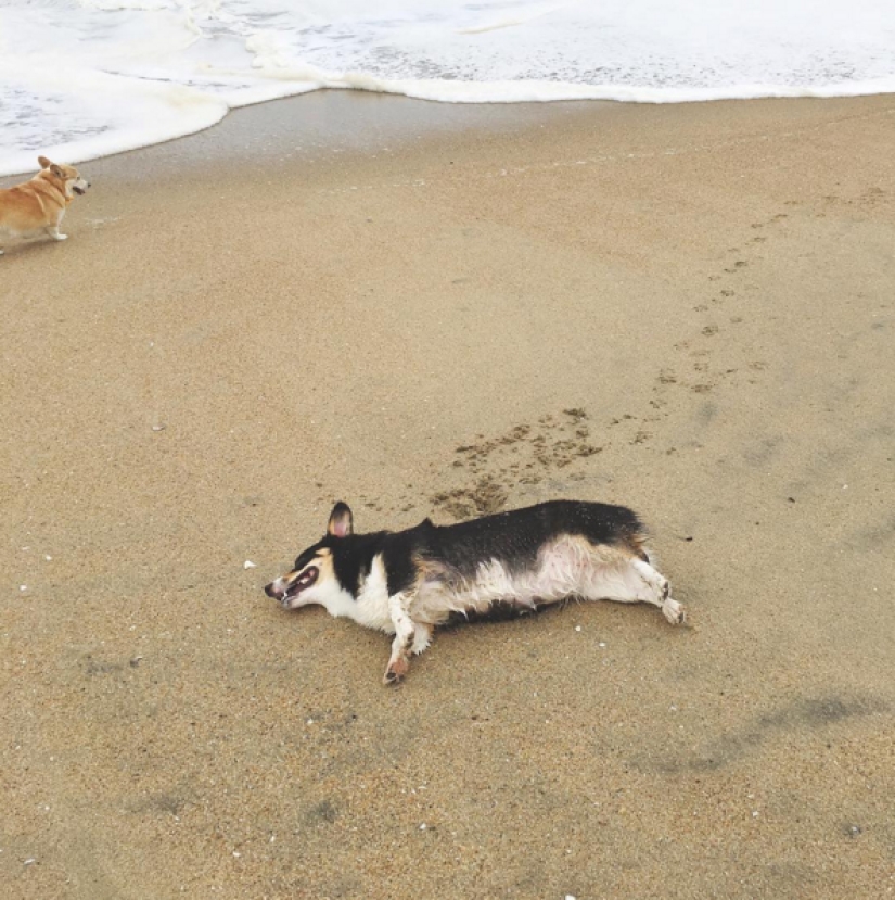 So many cute corgis you&#39;ve never seen before