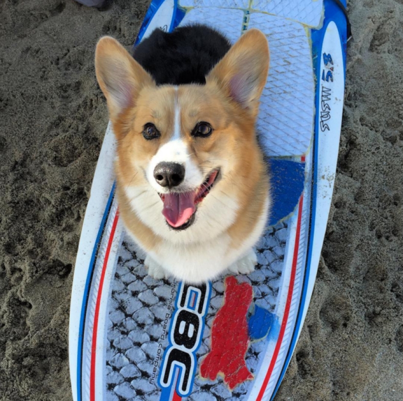 So many cute corgis you&#39;ve never seen before