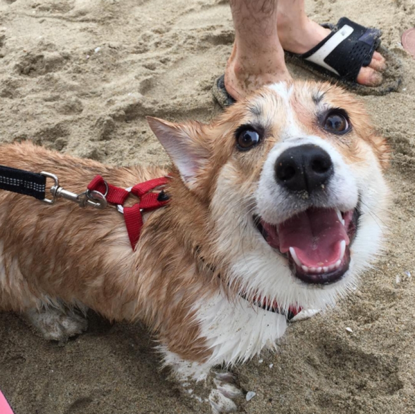 So many cute corgis you&#39;ve never seen before