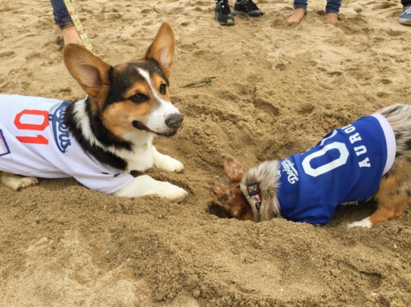 So many cute corgis you&#39;ve never seen before