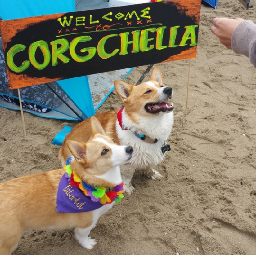 So many cute corgis you&#39;ve never seen before