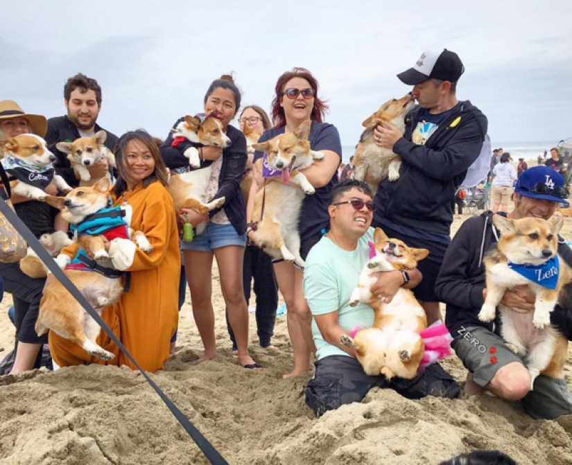 So many cute corgis you&#39;ve never seen before