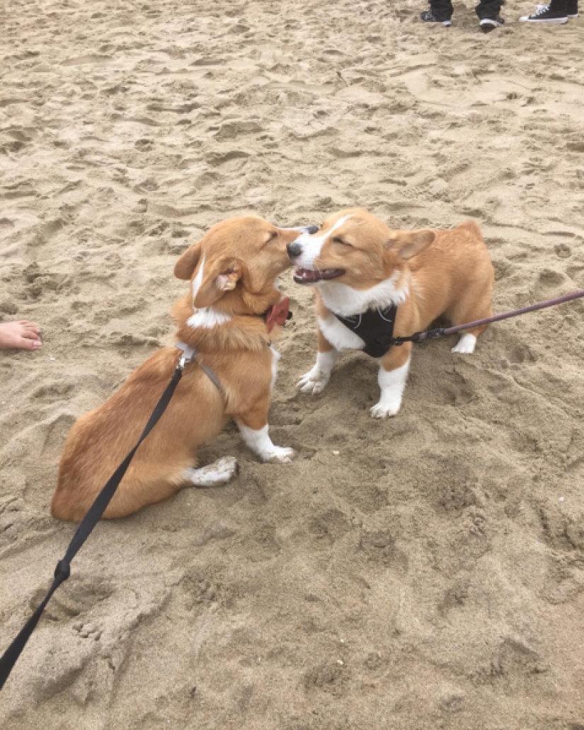 So many cute corgis you&#39;ve never seen before