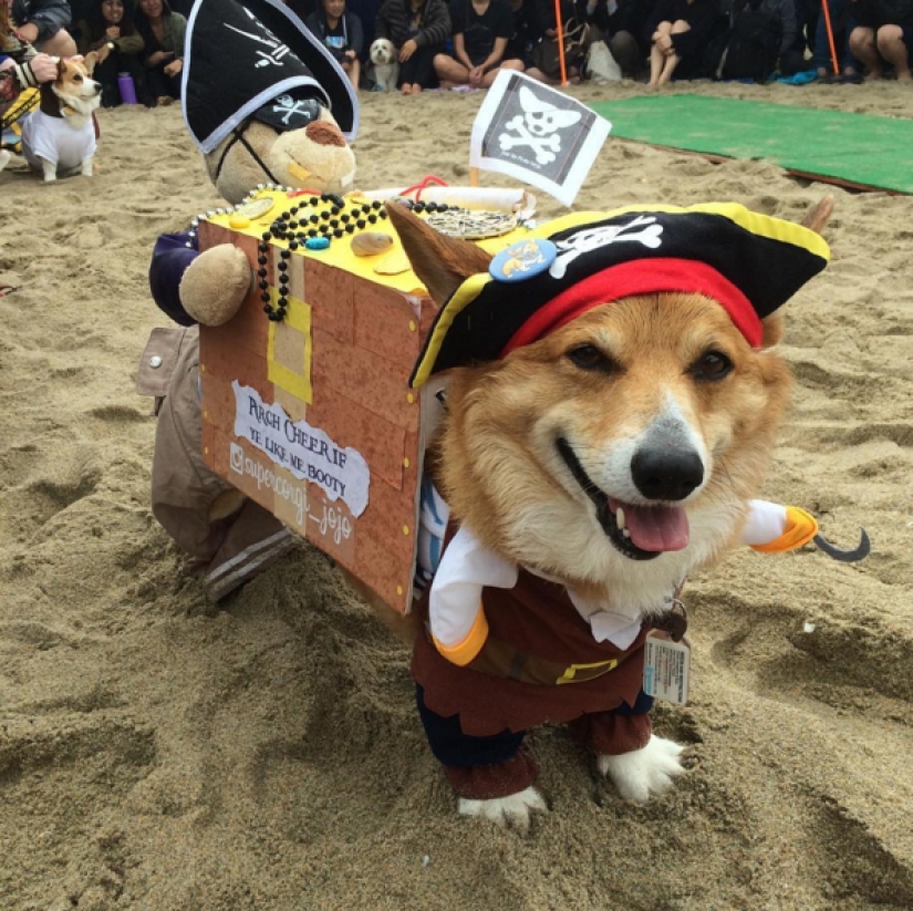 So many cute corgis you&#39;ve never seen before