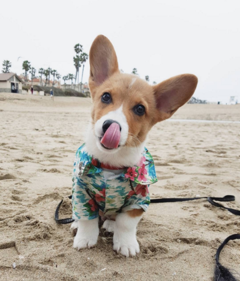 So many cute corgis you&#39;ve never seen before