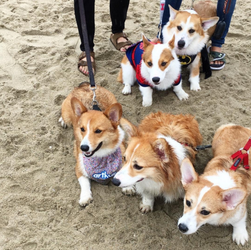 So many cute corgis you&#39;ve never seen before