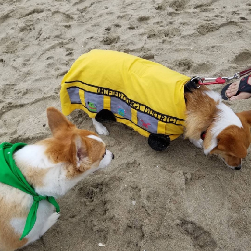 So many cute corgis you&#39;ve never seen before