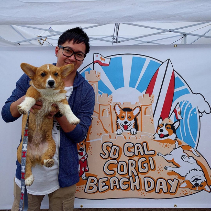 So many cute corgis you&#39;ve never seen before