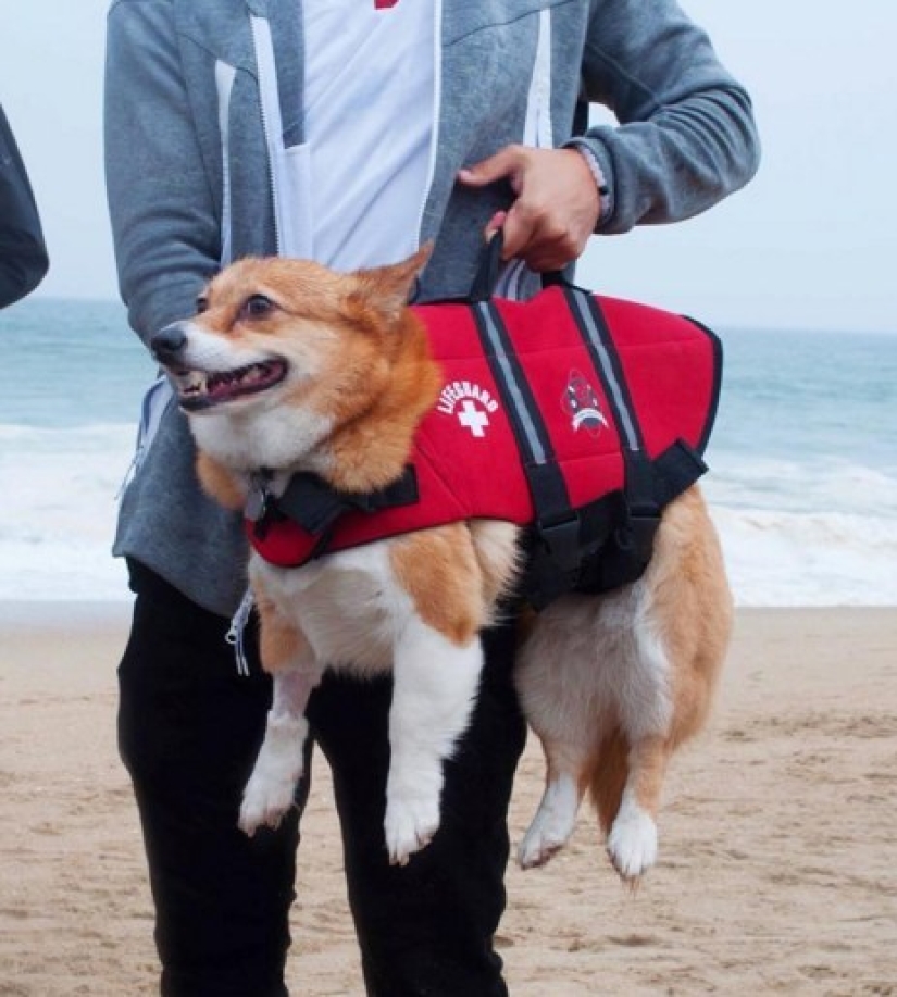 So many cute corgis you&#39;ve never seen before