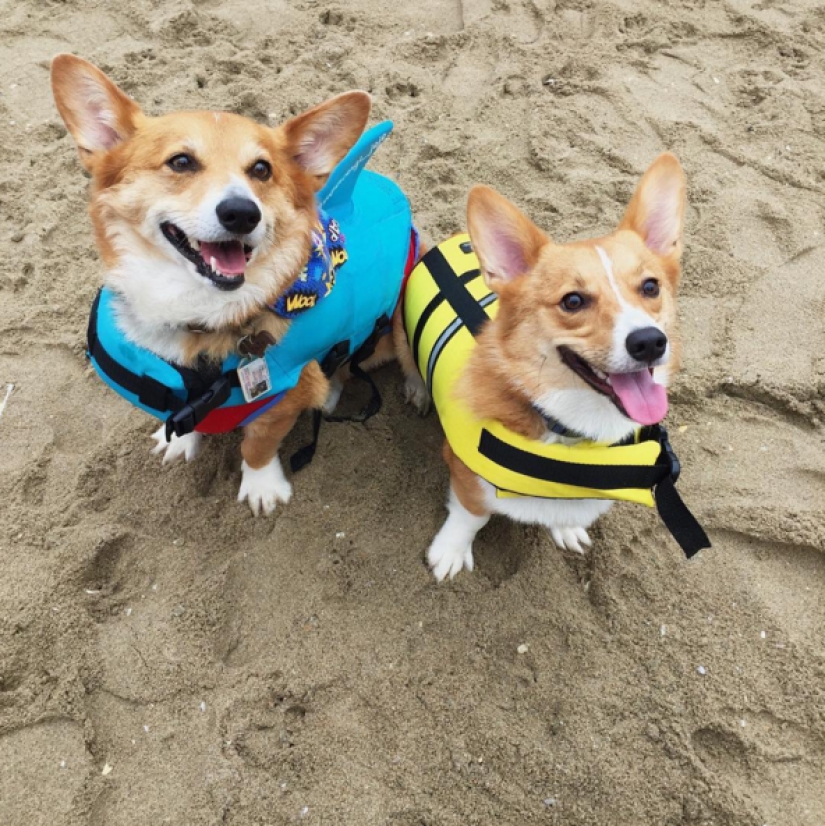 So many cute corgis you&#39;ve never seen before