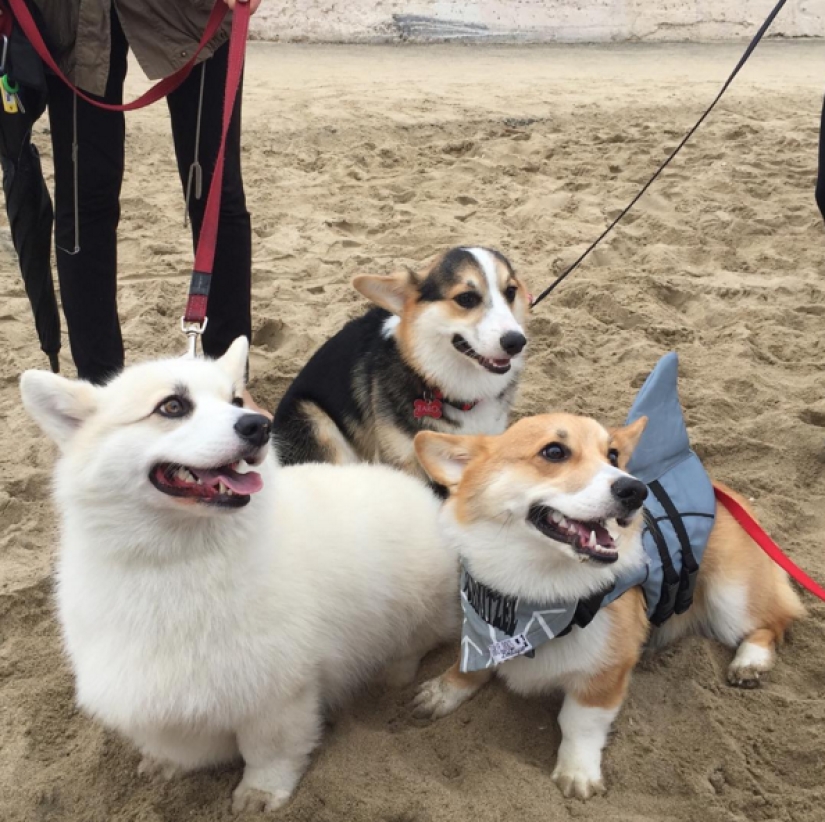 So many cute corgis you&#39;ve never seen before