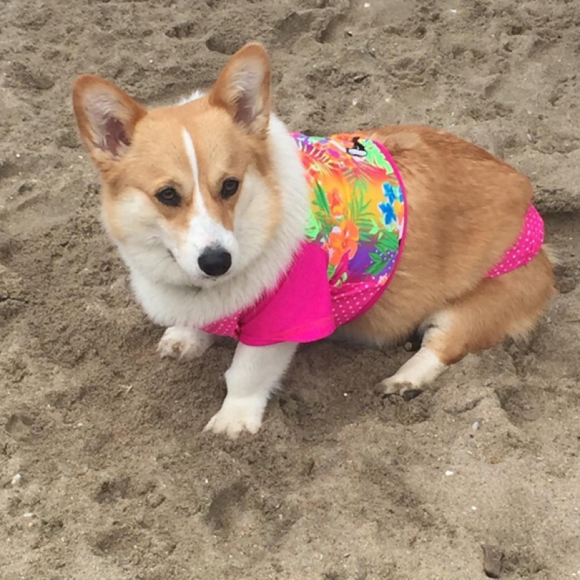 So many cute corgis you&#39;ve never seen before