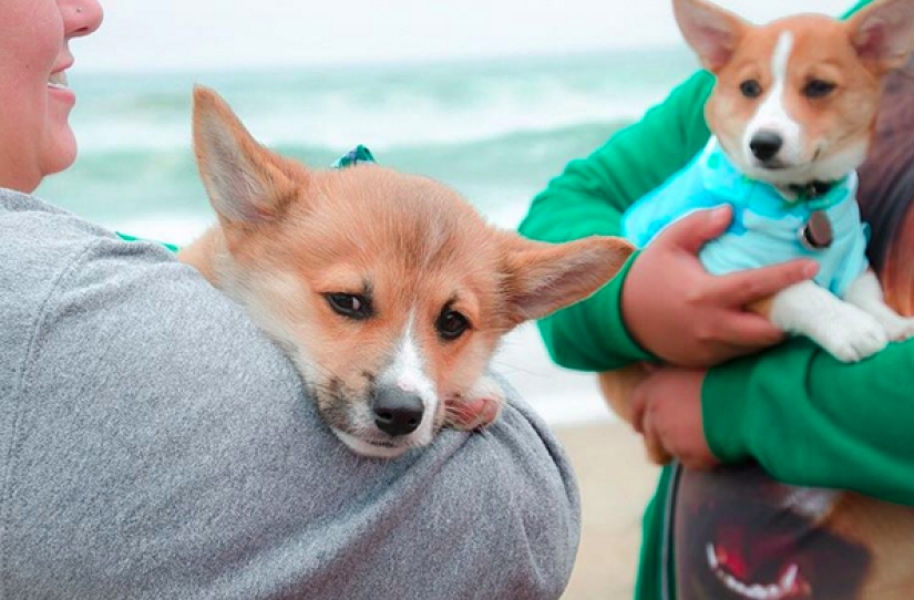 So many cute corgis you&#39;ve never seen before