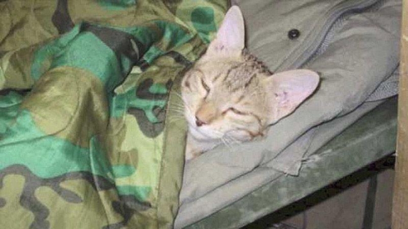 Soldado estadounidense trajo un gato de Afganistán